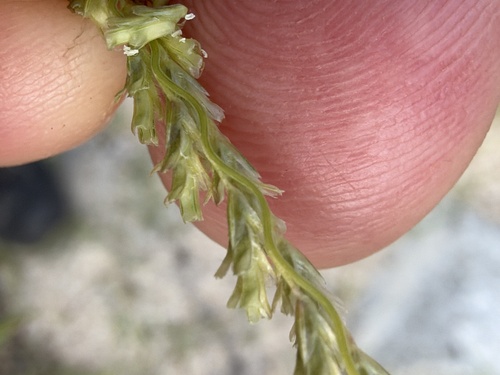 Disakisperma dubium observed 2026-10-26