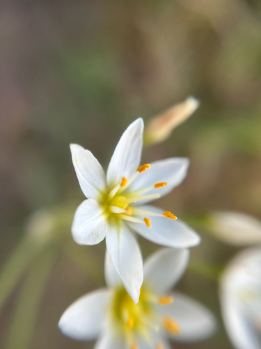 Nothoscordum bivalve, 2026-10-26