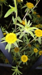 Pallenis spinosa spinosa