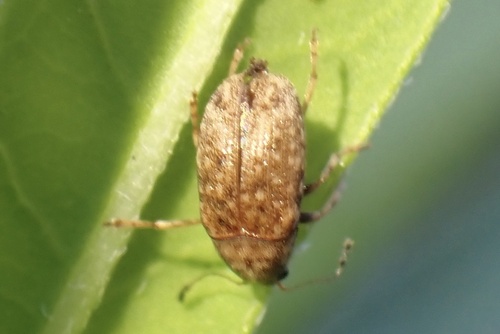 Araecerus fasciculatus, 2026-10-25