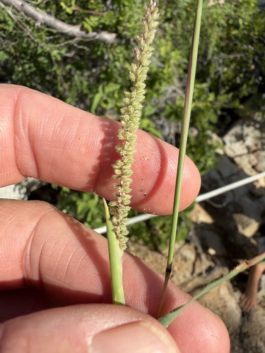 Tragus berteronianus observed 2026-10-26