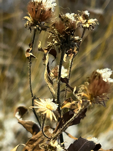 Eurybia sibirica observed 2026-10-25