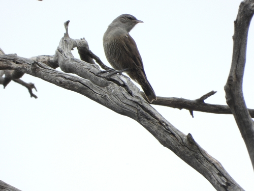 Climacteris picumnus observed 2026-10-24