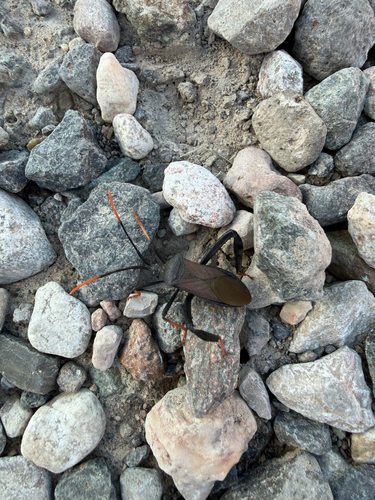 Acanthocephala observed 2026-10-26