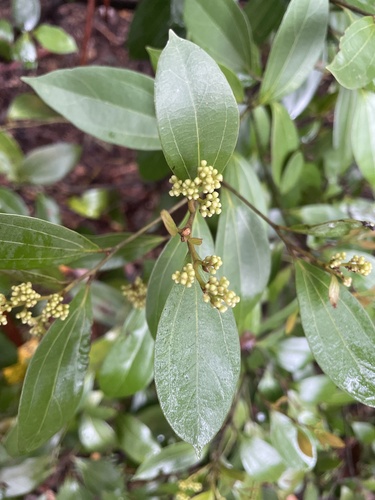 Cryptocarya observed 2026-10-27
