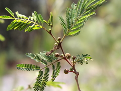 Leucaena cuspidata