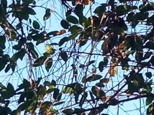 Aplonis panayensis observed 2026-10-27