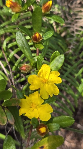 Hibbertia bracteata observed 2026-09-30