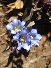 Gentiana spathacea
