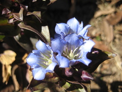 Gentiana spathacea