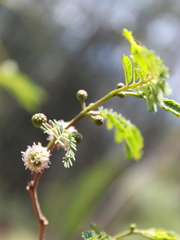 Leucaena cuspidata