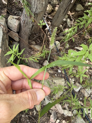 Setaria adhaerens observed 2026-10-26