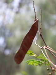 Leucaena cuspidata