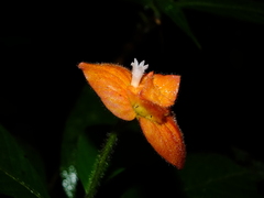 Palicourea granvillei
