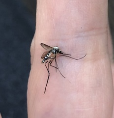 Ochlerotatus