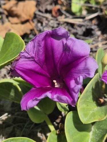 Ipomoea pes-caprae observed 2026-10-26
