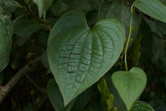 Dioscorea piperifolia