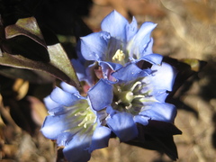 Gentiana spathacea