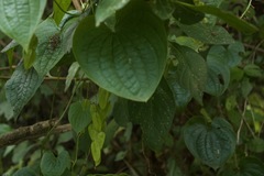 Dioscorea piperifolia