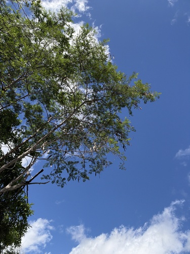 Leucaena leucocephala observed 2026-10-26