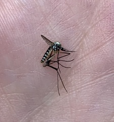 Ochlerotatus