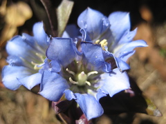 Gentiana spathacea