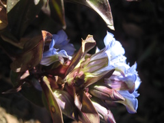 Gentiana spathacea