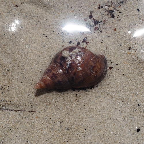 Phasianella australis observed 2026-10-26