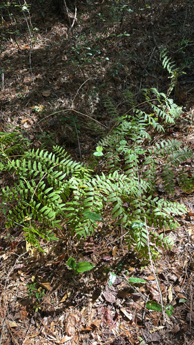 Osmunda regalis observed 2026-10-26