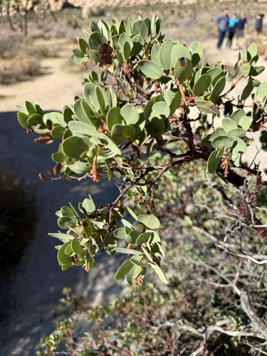 Arctostaphylos glauca observed 2026-10-26
