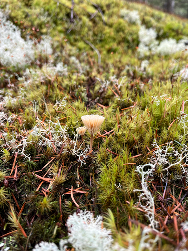Umbelliferae observed 2026-10-26