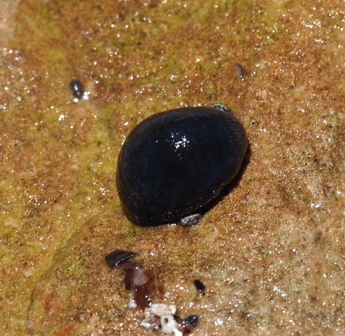 Nerita observed 2026-10-26