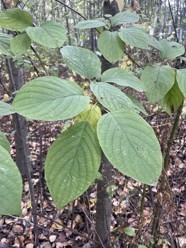 Cornus sericea observed 2026-10-26