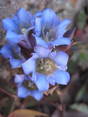 Gentiana spathacea