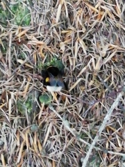 Bombus terrestris