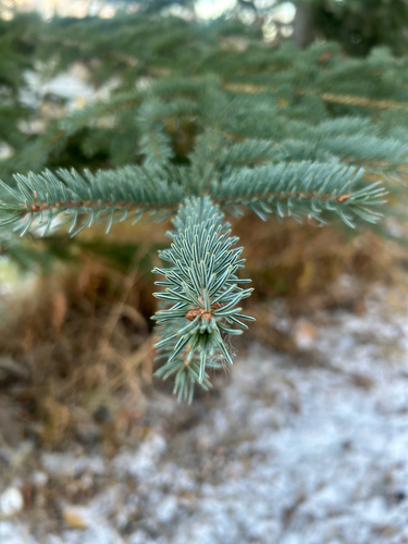 Picea glauca observed 2026-10-24