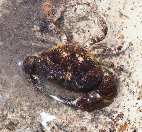 Ozius truncatus observed 2026-10-26