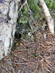 Bombus terrestris