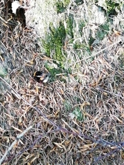 Bombus terrestris