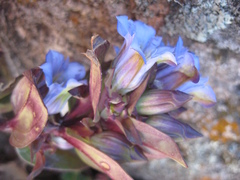 Gentiana spathacea
