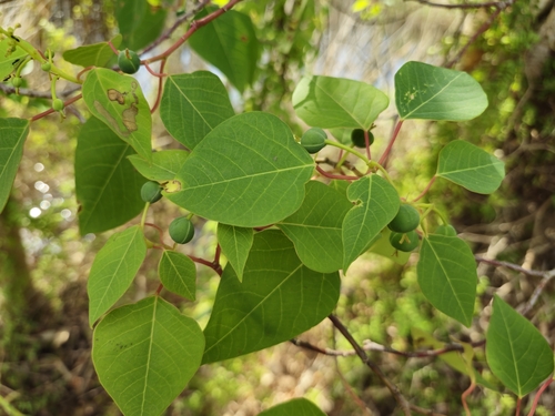 Homalanthus populifolius observed 2026-10-26