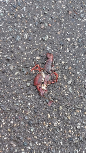 Procambarus clarkii observed 2026-10-27