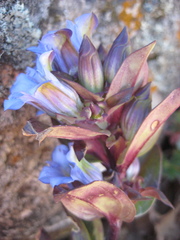 Gentiana spathacea