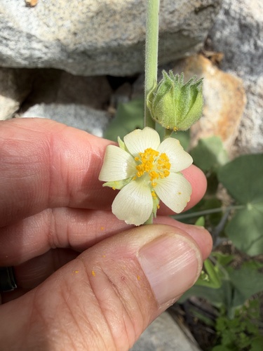 Abutilon observed 2026-10-26