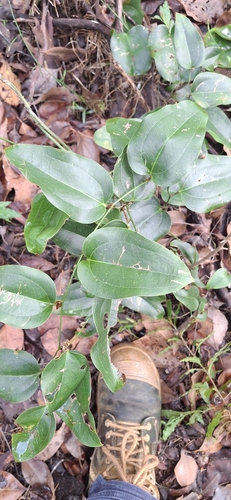 Smilax australis observed 2026-10-27