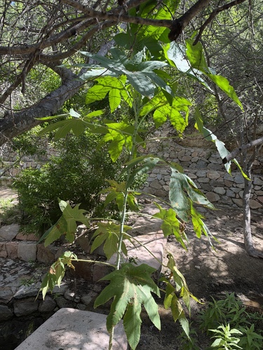 Ricinus communis observed 2026-10-26