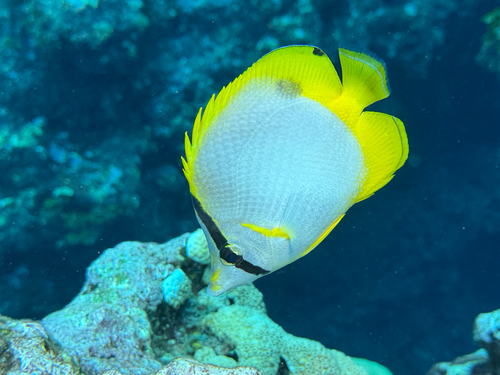 Chaetodon ocellatus observed 2026-10-26