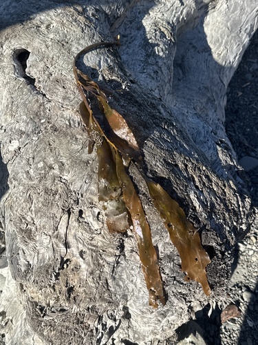 Pterygophora californica observed 2026-10-26