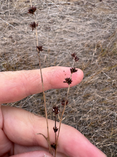 Scleria observed 2026-10-25