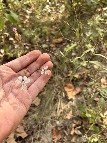 Oenothera filiformis, 2026-10-26